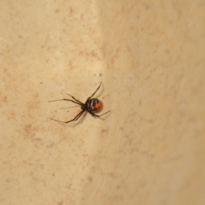 Latrodectus hasselti at Wamboin, NSW - 29 Jan 2018 11:52 AM