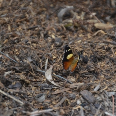 Vanessa itea (Yellow Admiral) at Wamboin, NSW - 29 Jan 2018 by natureguy