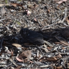 Aegotheles cristatus (Australian Owlet-nightjar) at Wamboin, NSW - 21 Nov 2017 by natureguy