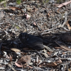 Aegotheles cristatus at Wamboin, NSW - 21 Nov 2017