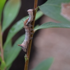 Neola semiaurata (Wattle Notodontid Moth) at Wamboin, NSW - 8 Jan 2018 by natureguy