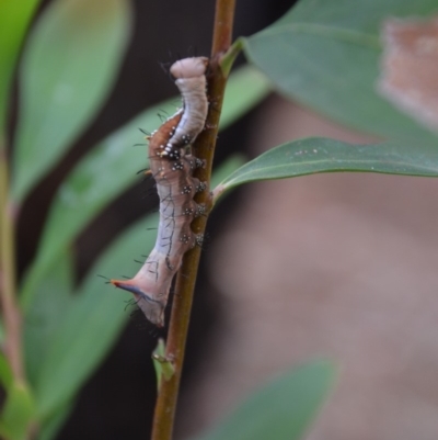 Neola semiaurata (Wattle Notodontid Moth) at Wamboin, NSW - 8 Jan 2018 by natureguy