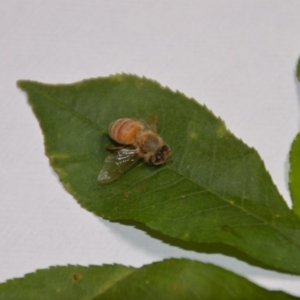 Apis mellifera at Wamboin, NSW - 20 Jan 2018