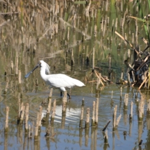 Platalea regia at Fyshwick, ACT - 25 Jan 2018