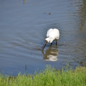 Platalea regia at Fyshwick, ACT - 25 Jan 2018