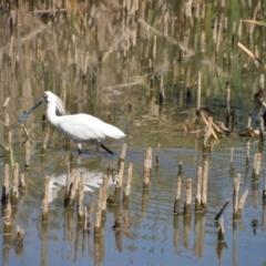 Platalea regia at Fyshwick, ACT - 25 Jan 2018