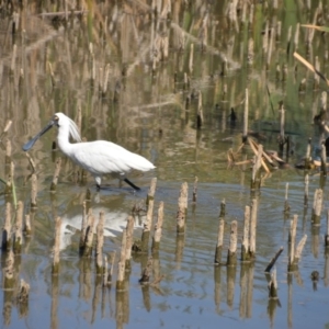 Platalea regia at Fyshwick, ACT - 25 Jan 2018 01:28 PM