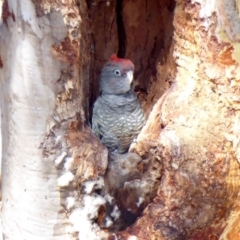 Callocephalon fimbriatum (Gang-gang Cockatoo) at GG52 - 2 Mar 2018 by JackyF