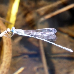 Austrolestes leda at Deakin, ACT - 3 Mar 2018 10:10 AM