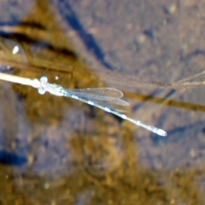 Austrolestes leda at Deakin, ACT - 3 Mar 2018 10:10 AM