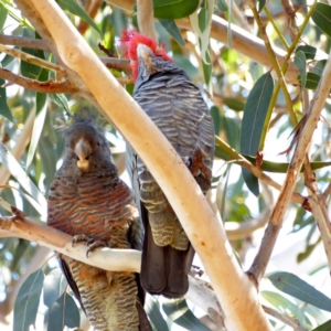 Callocephalon fimbriatum at Hughes, ACT - suppressed