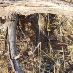 Pogona barbata (Eastern Bearded Dragon) at Hughes, ACT - 9 Nov 2017 by JackyF