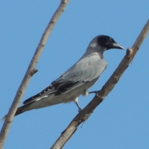 Coracina novaehollandiae at Molonglo River Reserve - 18 Feb 2018