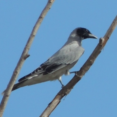 Coracina novaehollandiae (Black-faced Cuckooshrike) at Molonglo Valley, ACT - 18 Feb 2018 by michaelb