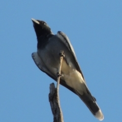 Coracina novaehollandiae at Molonglo River Reserve - 18 Feb 2018 07:55 PM