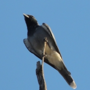 Coracina novaehollandiae at Molonglo River Reserve - 18 Feb 2018