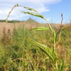 Persicaria hydropiper (Water Pepper) at Molonglo River Reserve - 18 Feb 2018 by michaelb