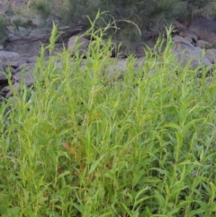 Persicaria hydropiper (Water Pepper) at Molonglo River Reserve - 18 Feb 2018 by michaelb