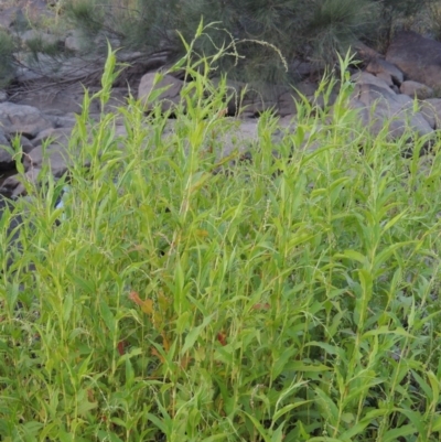 Persicaria hydropiper (Water Pepper) at Molonglo River Reserve - 18 Feb 2018 by michaelb