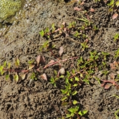 Ludwigia palustris (Marsh Purslane) at Molonglo River Reserve - 18 Feb 2018 by michaelb