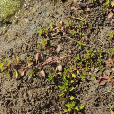 Ludwigia palustris (Marsh Purslane) at Molonglo River Reserve - 18 Feb 2018 by michaelb