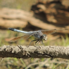 Orthetrum caledonicum (Blue Skimmer) at Molonglo Valley, ACT - 18 Feb 2018 by michaelb