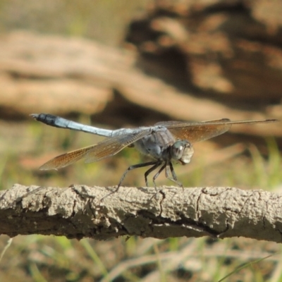 Orthetrum caledonicum (Blue Skimmer) at Molonglo River Reserve - 18 Feb 2018 by michaelb