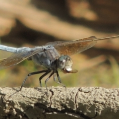 Orthetrum caledonicum at Molonglo River Reserve - 18 Feb 2018