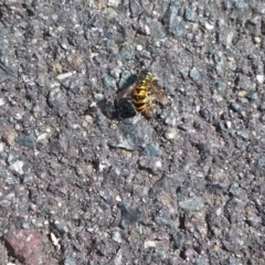 Vespula germanica (European wasp) at Queanbeyan, NSW - 4 Mar 2018 by natureguy