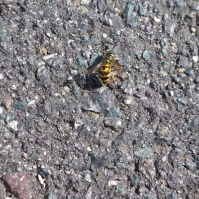 Vespula germanica (European Wasp, German Yellowjacket Wasp) at Queanbeyan, NSW - 4 Mar 2018 by natureguy