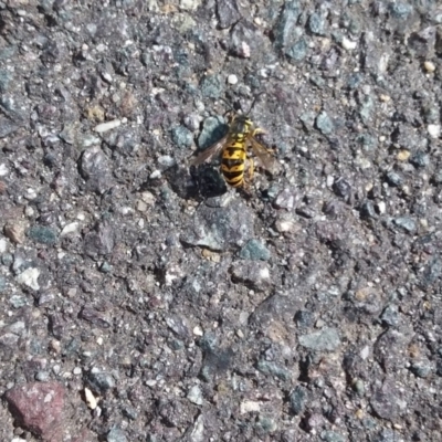 Vespula germanica (European wasp) at Queanbeyan, NSW - 4 Mar 2018 by natureguy