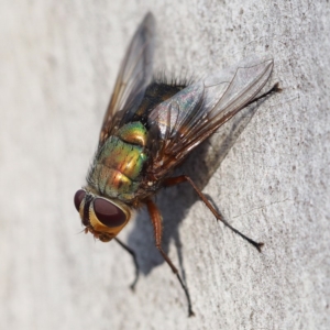 Rutilia (Microrutilia) sp. (genus & subgenus) at Point 5816 - 26 Feb 2018