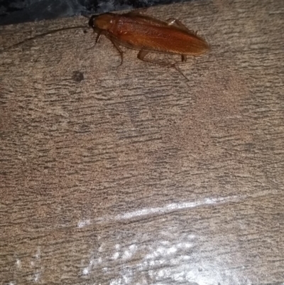 Escala sp. (genus) (Escala cockroach) at Wamboin, NSW - 30 Jan 2018 by natureguy