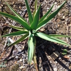 Yucca aloifolia (Spanish Bayonet) at Fyshwick, ACT - 31 Jan 2018 by natureguy