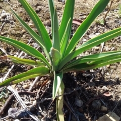 Yucca aloifolia at Fyshwick, ACT - 31 Jan 2018 10:34 AM