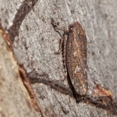 Putoniessa sp. (genus) (A leafhopper) at Point 5816 - 26 Feb 2018 by David