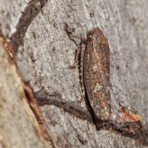 Putoniessa sp. (genus) at Point 5816 - 26 Feb 2018