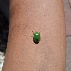 Ocirrhoe unimaculata (Green Stink Bug) at Wamboin, NSW - 15 Feb 2018 by natureguy