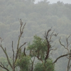 Aquila audax (Wedge-tailed Eagle) at Belconnen, ACT - 25 Feb 2018 by KMcCue