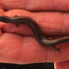 Hemiergis talbingoensis at Belconnen, ACT - 4 Mar 2018 08:58 AM