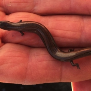 Hemiergis talbingoensis at Belconnen, ACT - 4 Mar 2018 08:58 AM