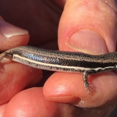 Morethia boulengeri (Boulenger's Skink) at Aranda Bushland - 3 Mar 2018 by KMcCue