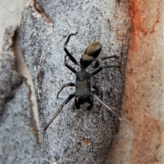 Myrmarachne luctuosa (Polyrachis Ant Mimic Spider) at Cook, ACT - 3 Mar 2018 by CathB