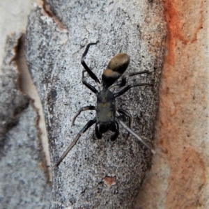 Myrmarachne luctuosa at Cook, ACT - 3 Mar 2018