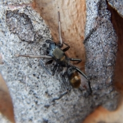 Myrmarachne luctuosa at Cook, ACT - 3 Mar 2018