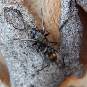 Myrmarachne luctuosa at Cook, ACT - 3 Mar 2018