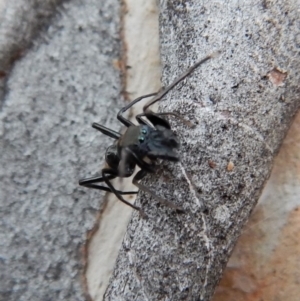 Myrmarachne luctuosa at Cook, ACT - 3 Mar 2018