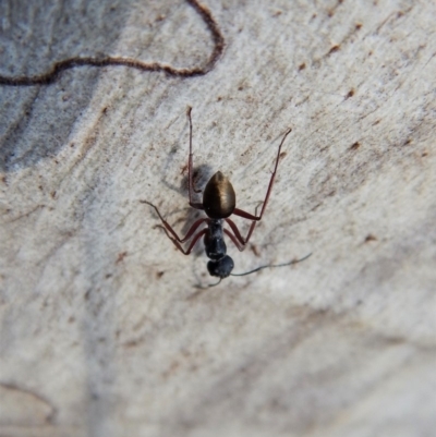 Camponotus suffusus (Golden-tailed sugar ant) at Cook, ACT - 3 Mar 2018 by CathB