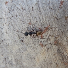 Camponotus suffusus at Cook, ACT - 4 Mar 2018