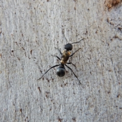 Camponotus suffusus at Cook, ACT - 4 Mar 2018